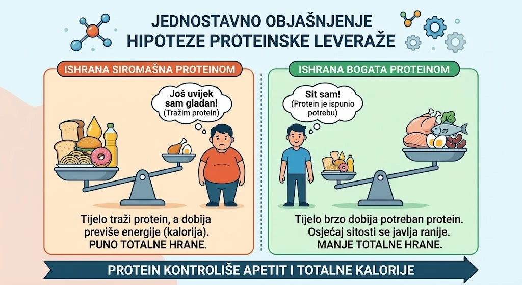 Šta je to proteinska leveraža